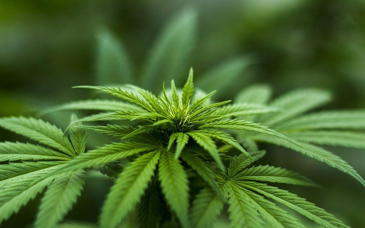 Herb 2915337 1280 Herb 2915337 1280
